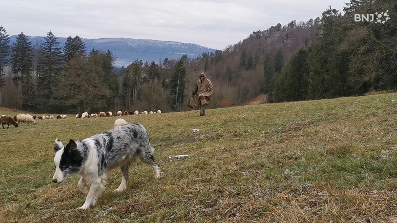 Le troupeau de la bergerie de Froidevaux vit sa transhumance.