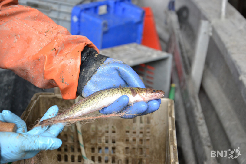 La lotte est un poisson lacustre très apprécié. Mais sa pêche reste confidentiel.