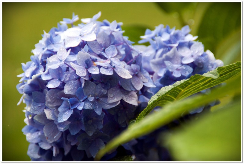 hortensias