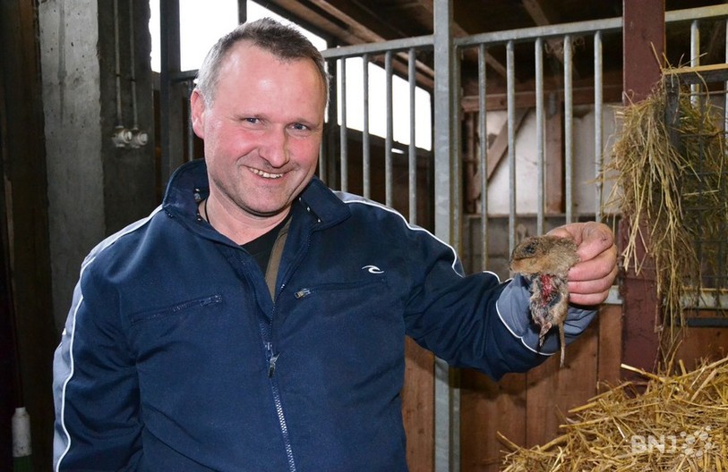 Jean-Claude Villat tient un campagnol.