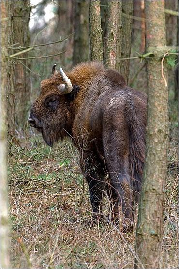 Bison d'Europe