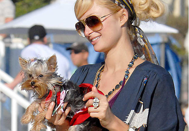 Jamais sans leur toutou, c’est le credo de certaines stars qui ne sortent pas sans leur chien, comme Paris Hilton.