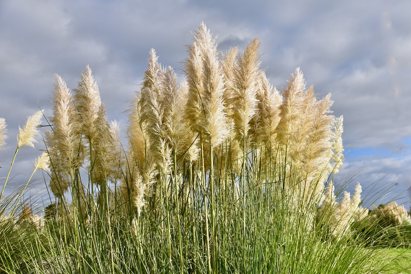 herbes de la pampas
