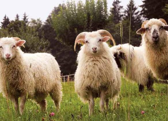 moutons