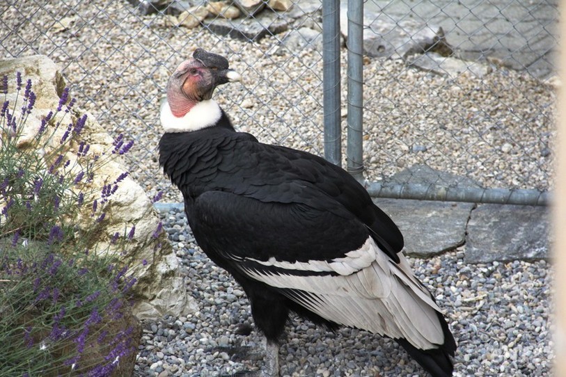 Le condor des Andes du Val Terbi