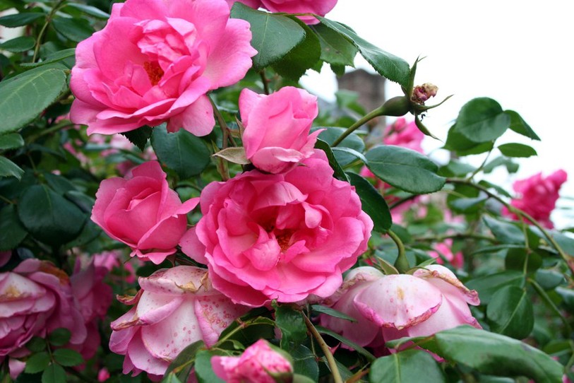 roses