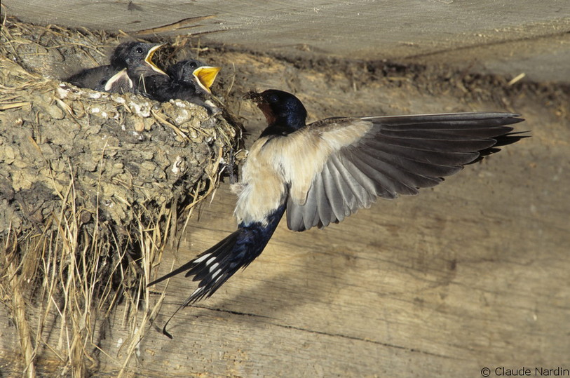 Photo: ePhotoNature.com