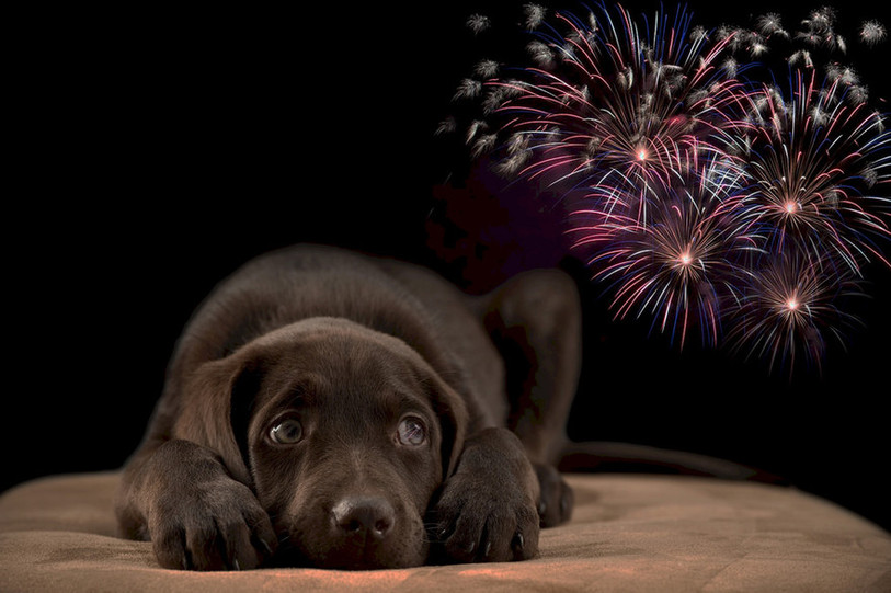 Les feux d'artifices et les détonations qui les accompagnent peuvent s'avérer traumatisants pour les animaux (photo: PSA)