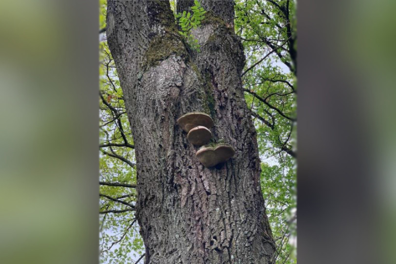 Un chêne attaqué par un champignon lignivore à Delémont. Contrairement à d'autres arbres, il ne sera pas abattu, mais conservera notamment une fonction d'habitat pour la faune. (Photo: Ville de Delémont)