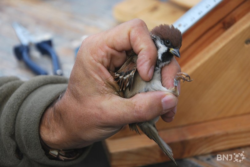 oiseau