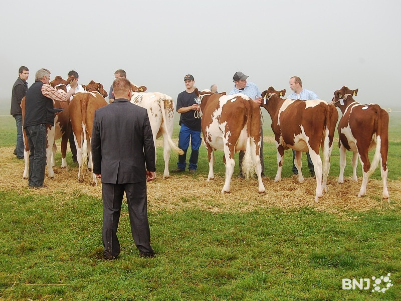 Cette année encore, les vaches de la région n'auront pas leur vitrine.