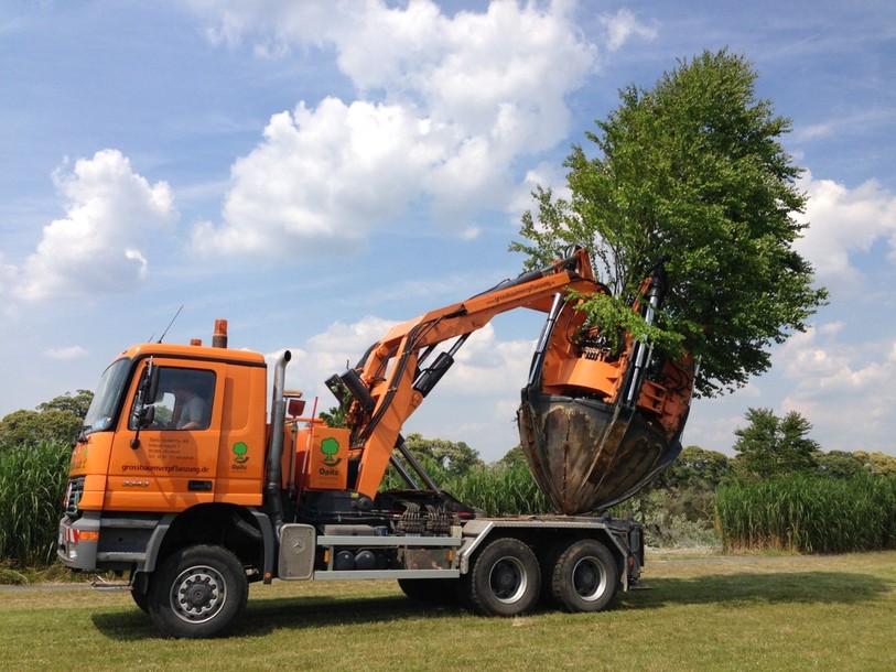 transplantation d'arbres