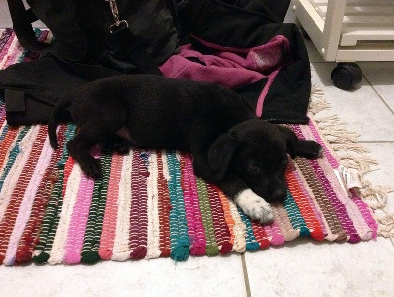 le chiot abandonné