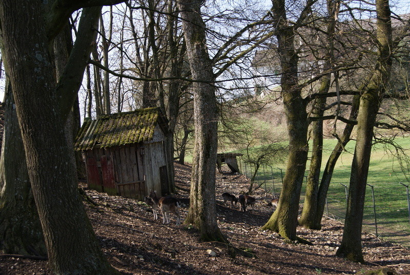 Le Parc des Biches
