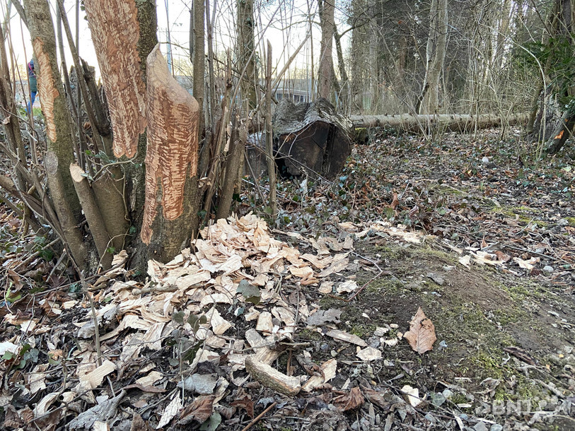 Des sculptures sur bois qui ne laissent pas indifférent lors d’une promenade dominicale.