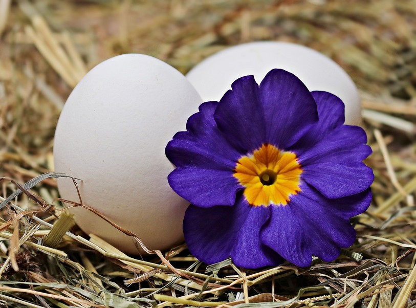 fleurs comestibles