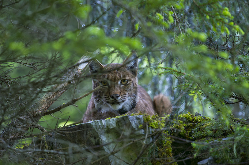 Lynx, regards croisés