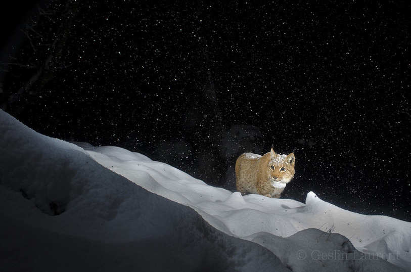 Lynx, regards croisés