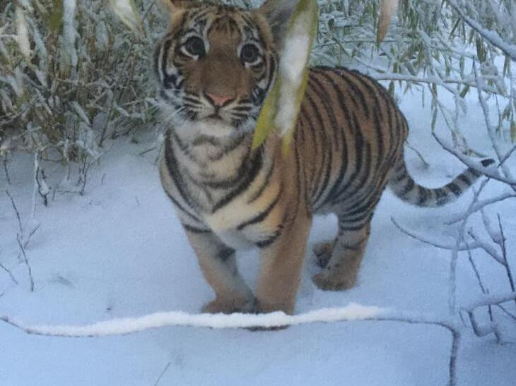 La jeune tigresse est arrivée au Sikypark en décembre dernier. (Photo : Sikypark)