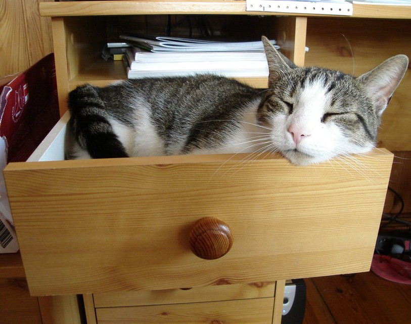 Chat faisant la sieste dans un tiroir