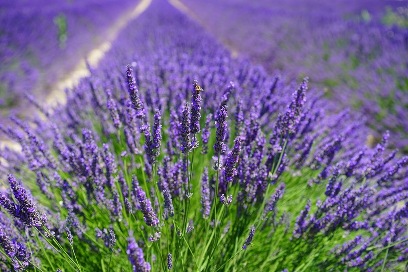 plantes aromatiques