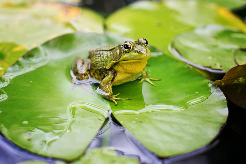 Les grenouilles périssent souvent lorsqu'elles tentent de traverser les axes routiers. (Photo d'illustration)