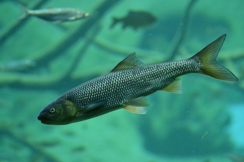 La population de truites est en baisse dans les cours d'eau neuchâtelois. (Photo d'illustration)