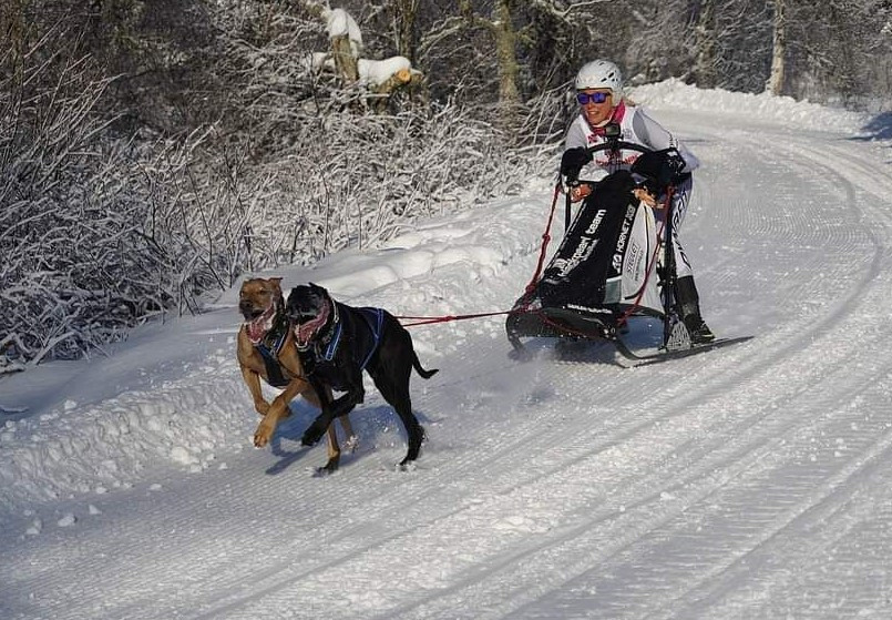 Séverine Boillat et ses chiens à l'oeuvre en Norvège (photo : Séverine Boillat).