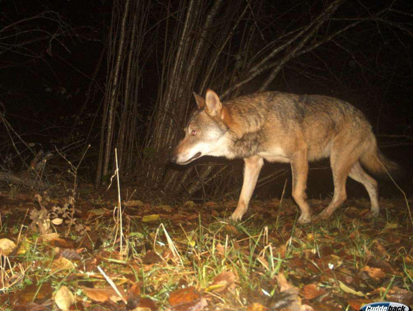 Un loup photographié en novembre dernier au-dessus du Vallon de Soulce. (Photo : canton du Jura).