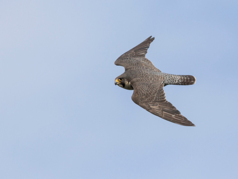 Grand chasseur, le faucon pèlerin a été placé sur la liste rouge en tant qu'espèce « vulnérable ». (Photo : Ralph Martin / Station ornithologique suisse).
