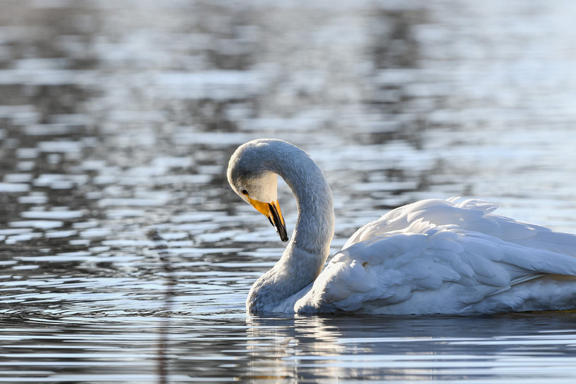 L'animal avait une flèche logée dans son aile droite. (Photo : libre de droits).