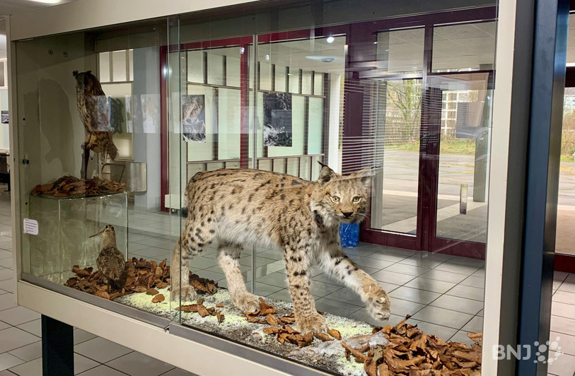 Le lynx est la pièce centrale de l’exposition présente dans le hall du Collège.