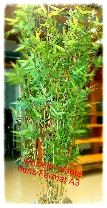 Selfie d'une plante