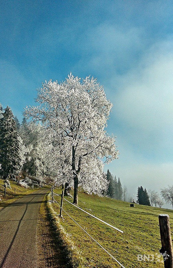 Arbre givré des Franches-Montagnes
