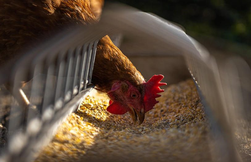 Les poules de la Vallée de Delémont se trouvent sous haute surveillance. (Photo d'illustration).