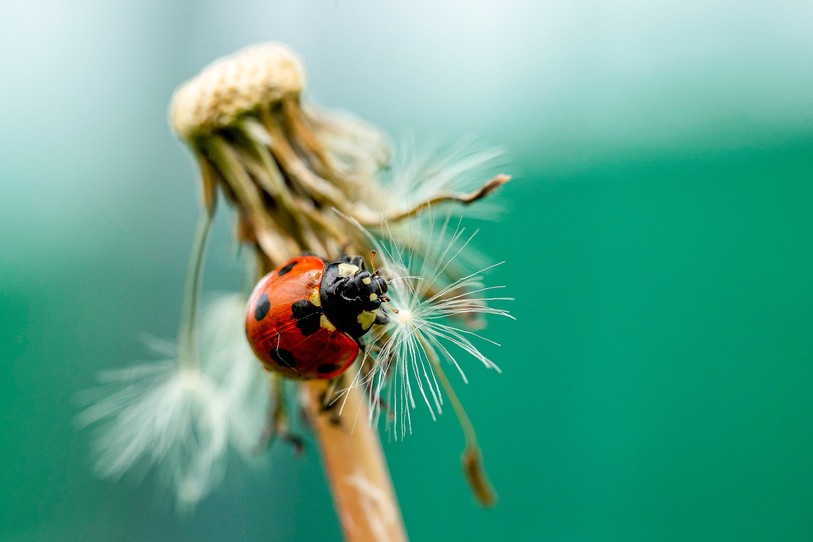 coccinelle