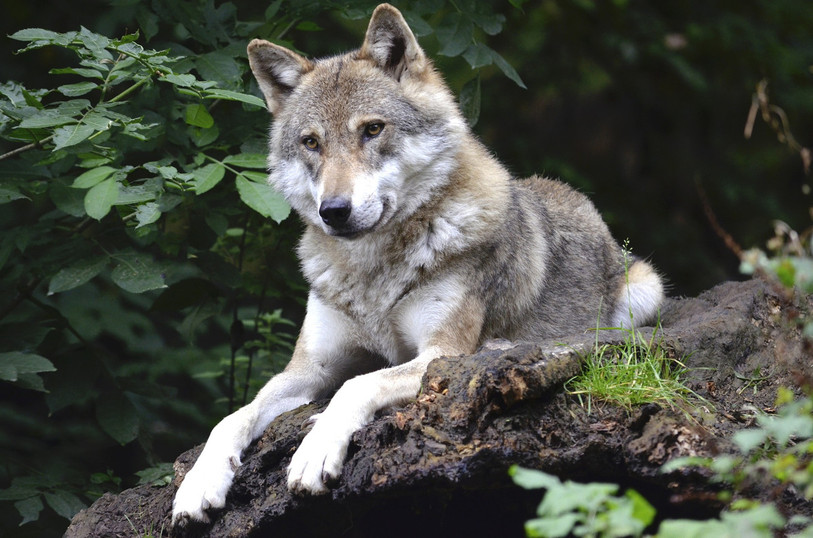 Même si un loup est l'auteur de l’attaque du 28 juillet, tous les
critères pour son abattage ne sont pas encore réunis, rappelle le canton. (Photo: illustration)