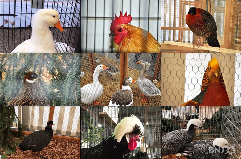 Exposition nationale d'aviculture 2014 à Delémont