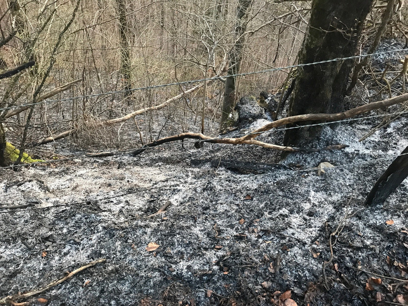 Le feu s'est attaqué à un tapis de feuilles du côté de St-Ursanne. (Photo: police cantonale jurassienne)