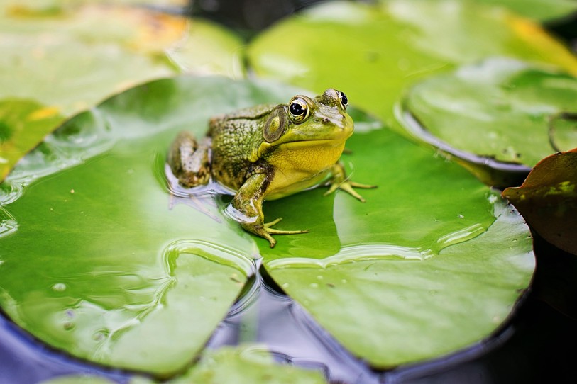 bioptope