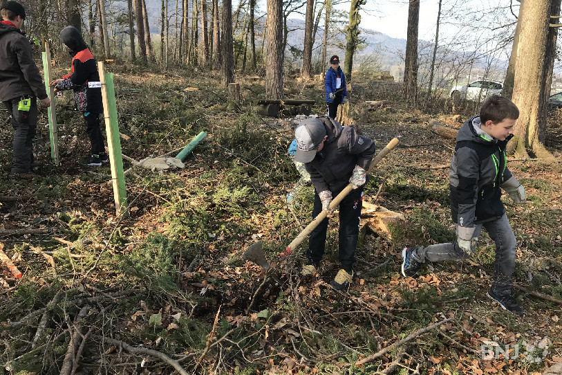 Les élèves de 7e et 8e ont planté des arbres dans la forêt du Mergé à Courtételle.