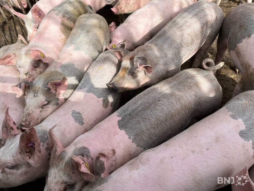 Trop d'offre et pas assez de demande pour le porc suisse. (Photo : archives)