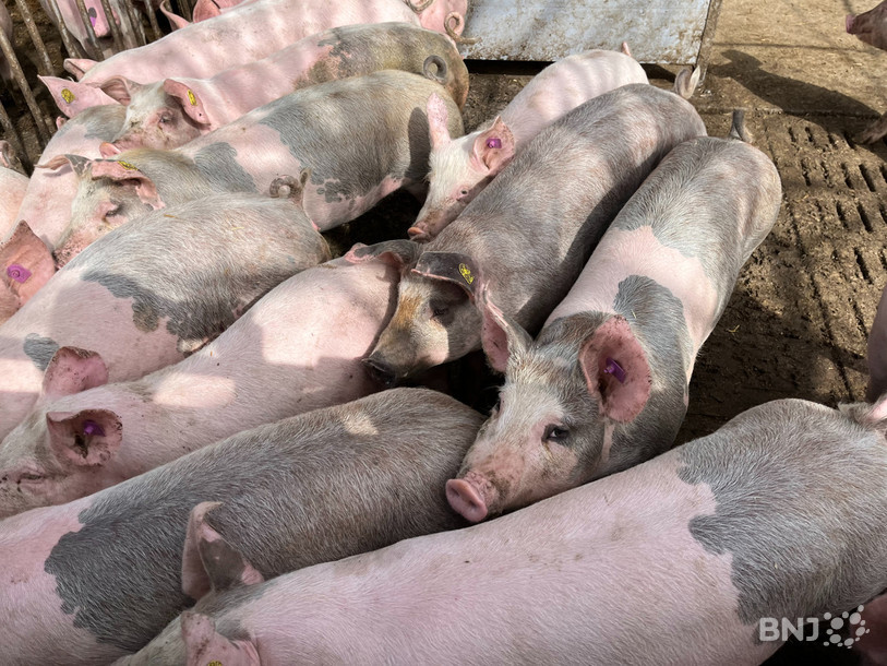 La filière porcine est toujours sous pression. (Photo d'archives).