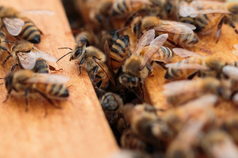 abeilles
