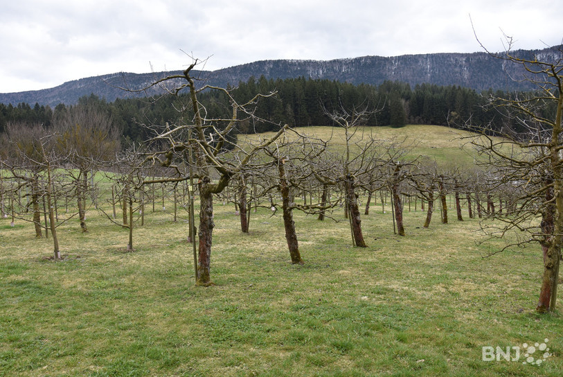 Il y a quelques 200 arbres au verger de Loveresse.