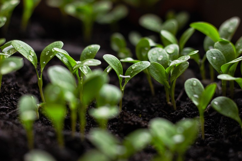 plantons