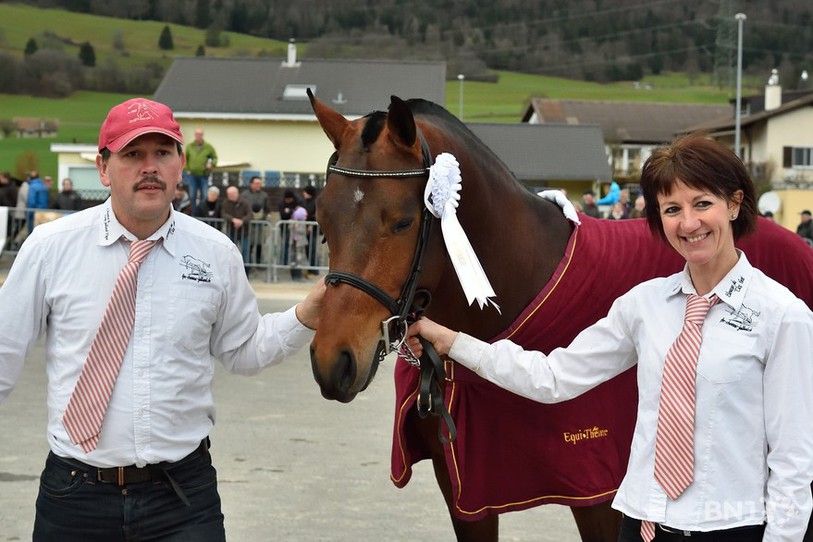 Longines du Clos Virat, propriété de Chantal Pape Juillard, s'est classé premier lors de la sélection des étalons de la race des Franches-Montagnes à Glovelier