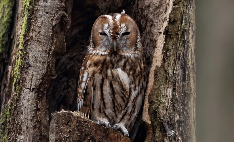 Il faudra encore un peu patienter pour pouvoir écouter et peut-être observer les rapaces nocturnes de nos régions. (Photo: Dylan Saam)
