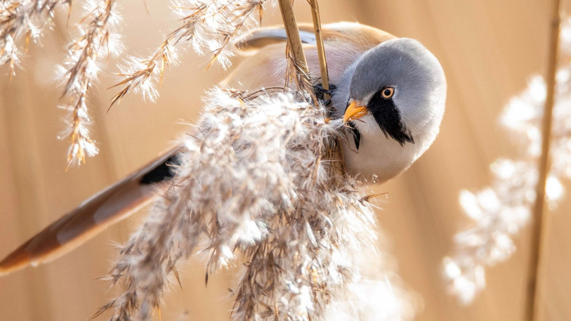 Une panure à moustaches. (Photo: Dylan Saam)
