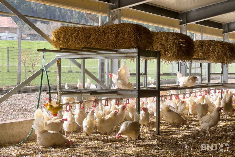 Les élevages neuchâtelois sont sous surveillance après la découverte d'un cas de grippe aviaire dans le canton de Zurich. (Photo d'archives)
